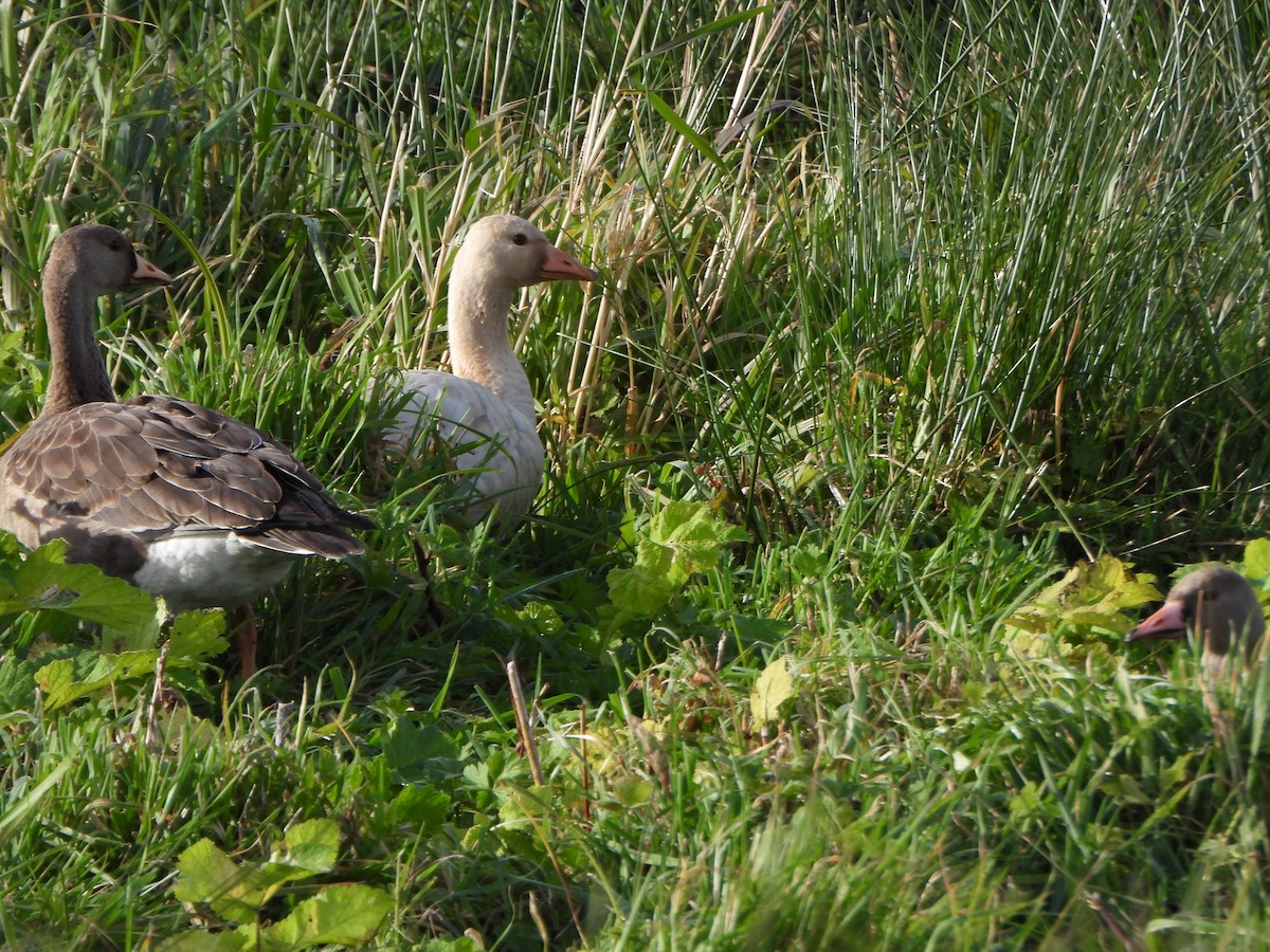 Greater White-fronted Goose - ML645660984
