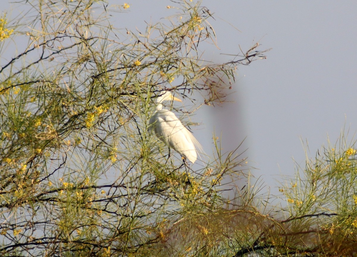 Eastern Cattle-Egret - ML645660997