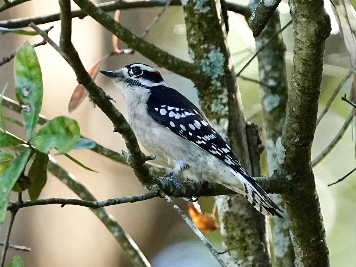 Downy Woodpecker - ML645661003