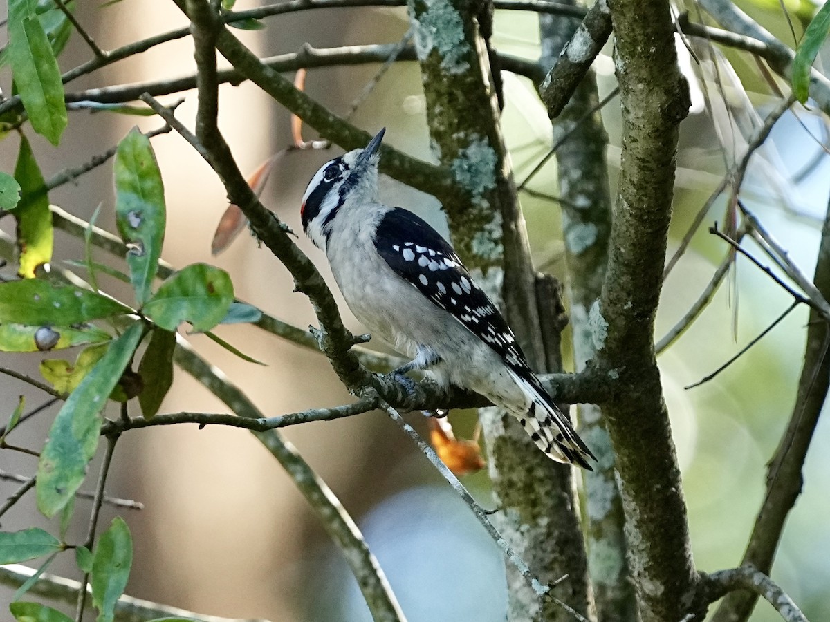 Downy Woodpecker - ML645661004