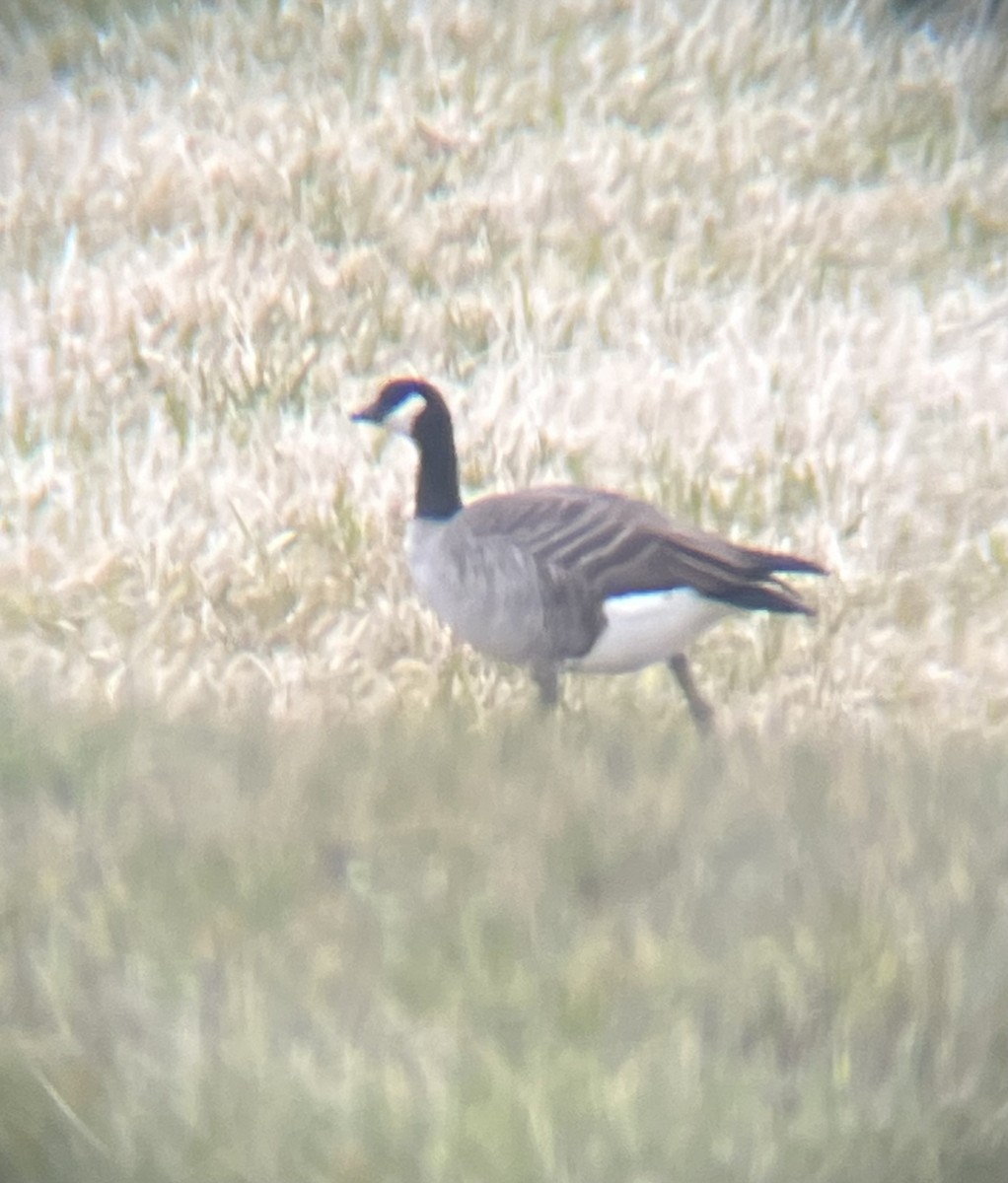 Cackling Goose - ML645661007