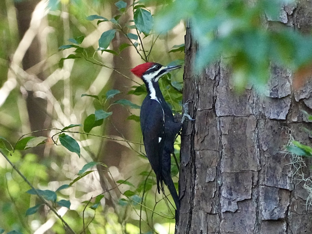 Pileated Woodpecker - ML645661010