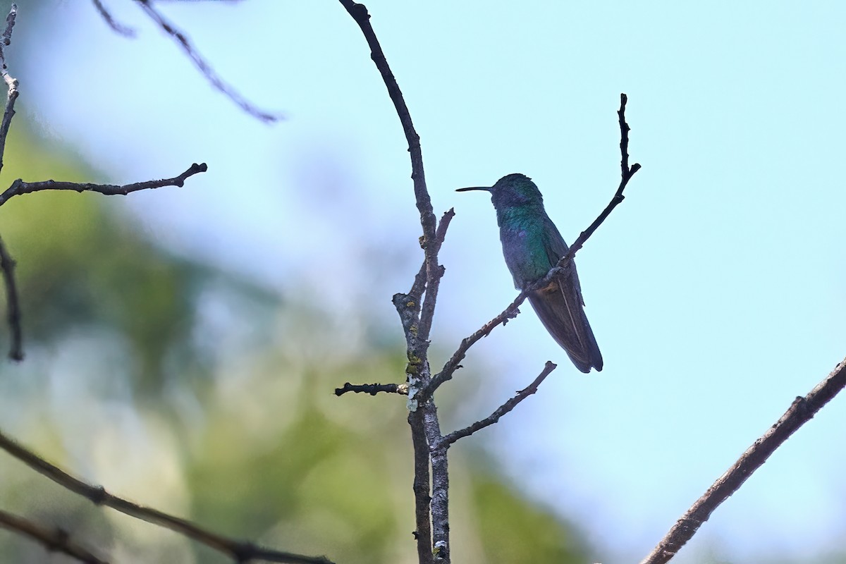 Colibri thalassin - ML645661013