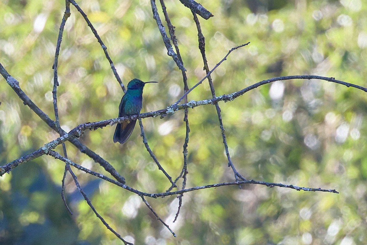 Colibri thalassin - ML645661015