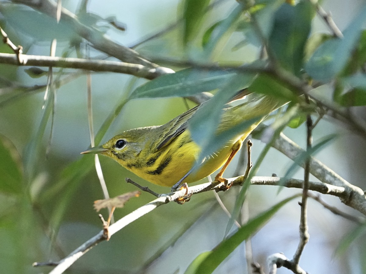 Prairie Warbler - ML645661016