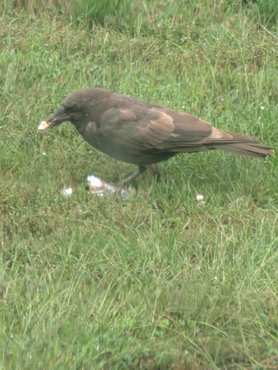 crow sp. - ML645661018