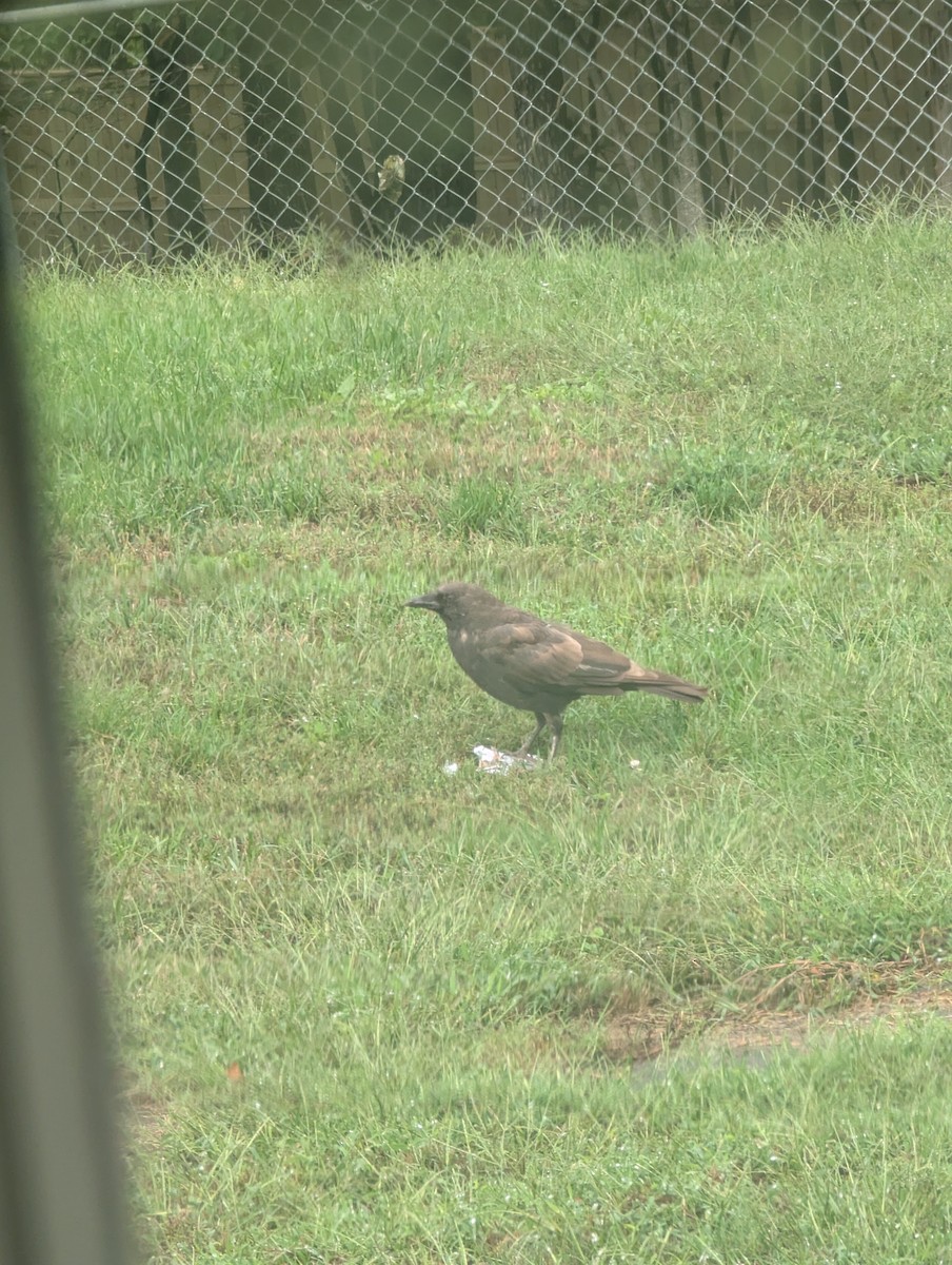 crow sp. - ML645661023