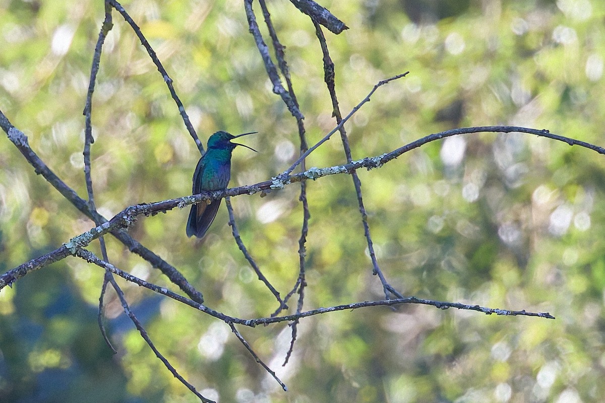 Colibri thalassin - ML645661028