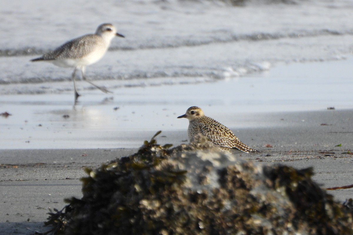 Pacific Golden-Plover - ML645661029