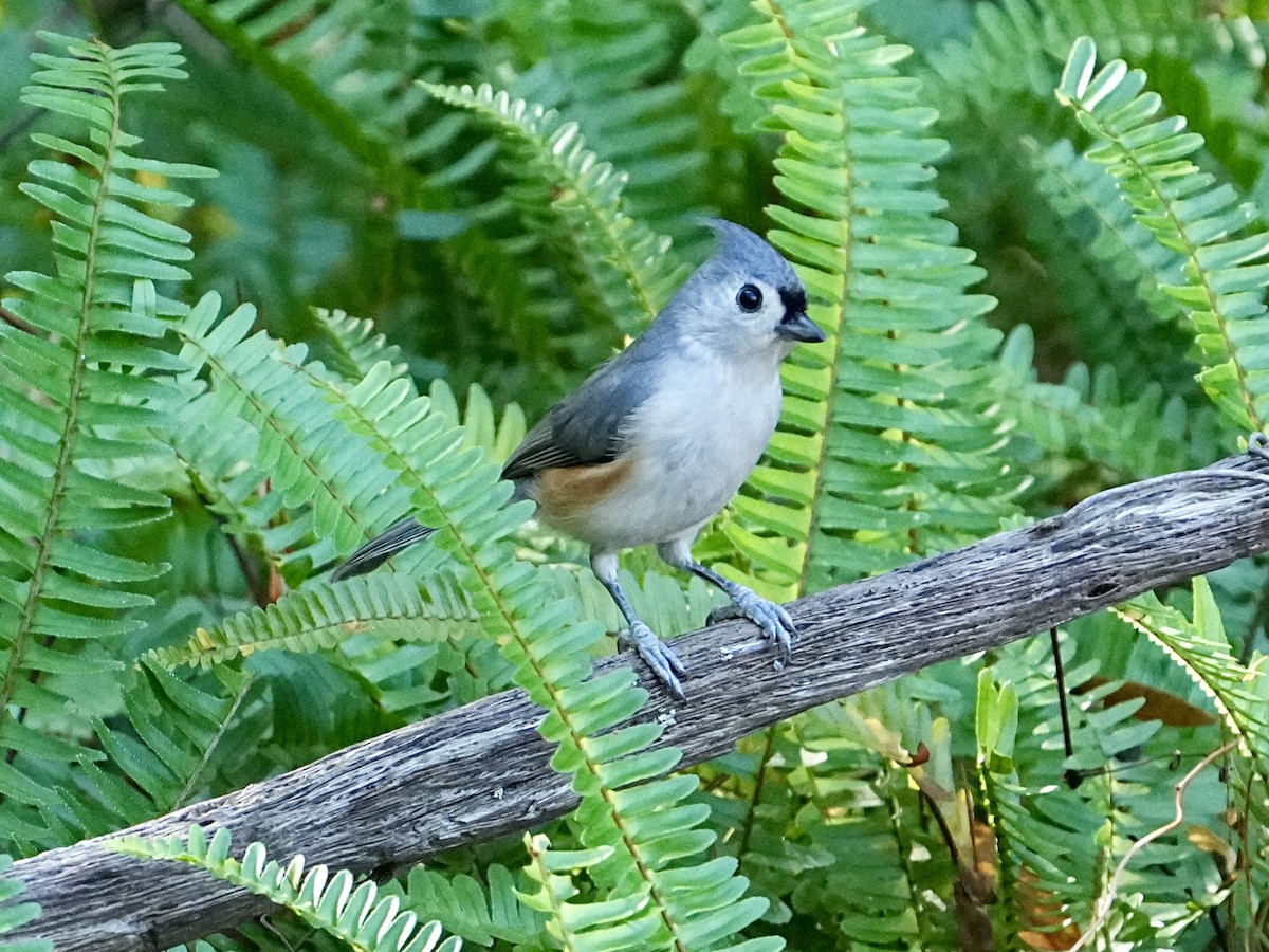 Tufted Titmouse - ML645661033