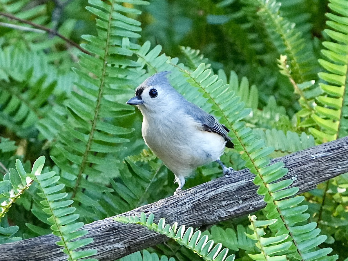 Tufted Titmouse - ML645661034