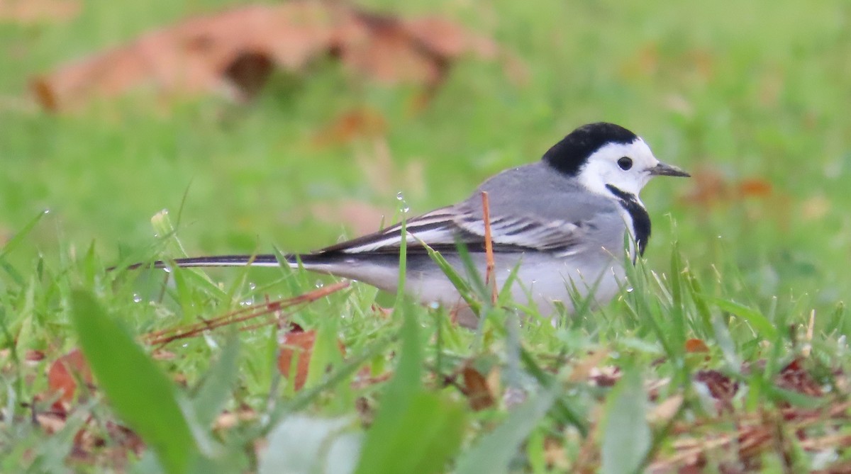 White Wagtail - ML645661036