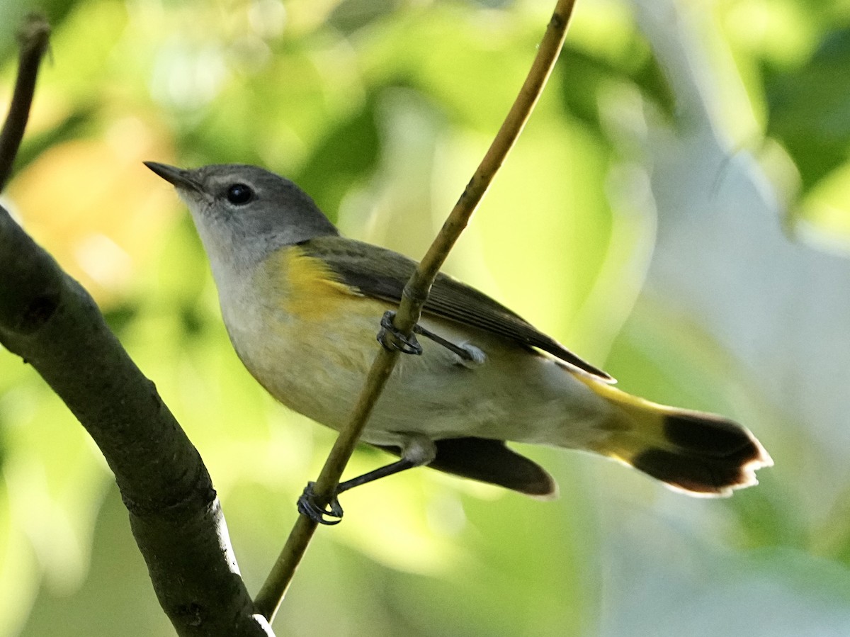 American Redstart - ML645661042