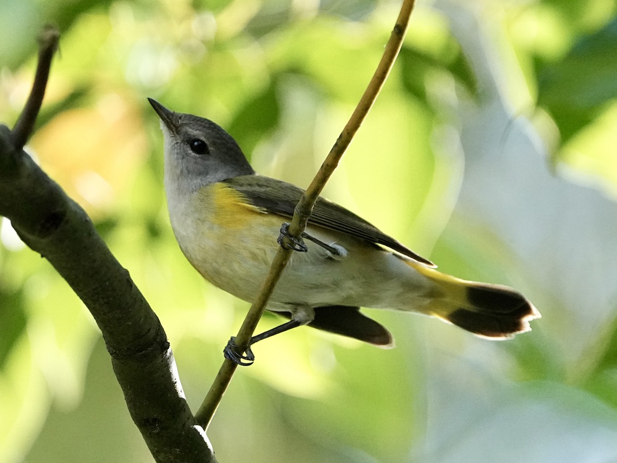 American Redstart - ML645661043