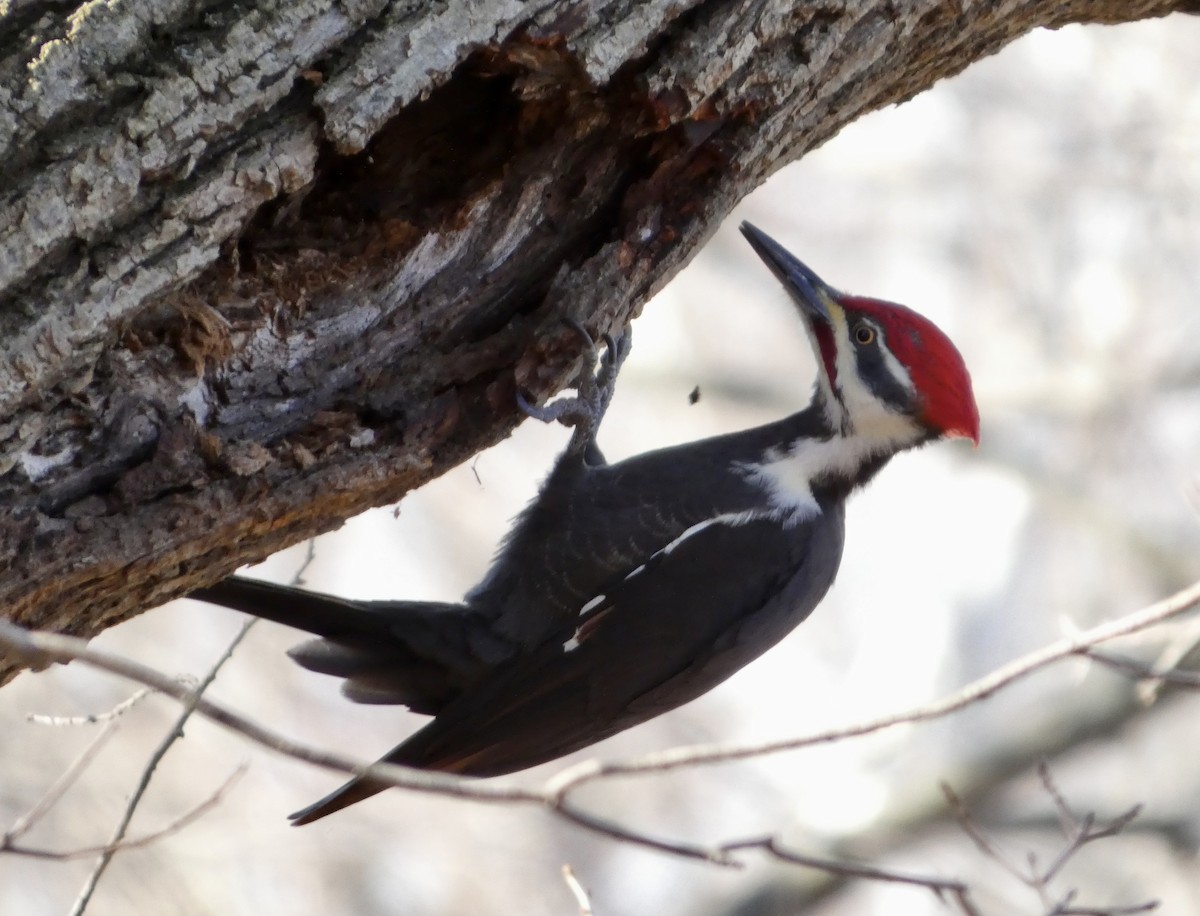 Pileated Woodpecker - ML645661044