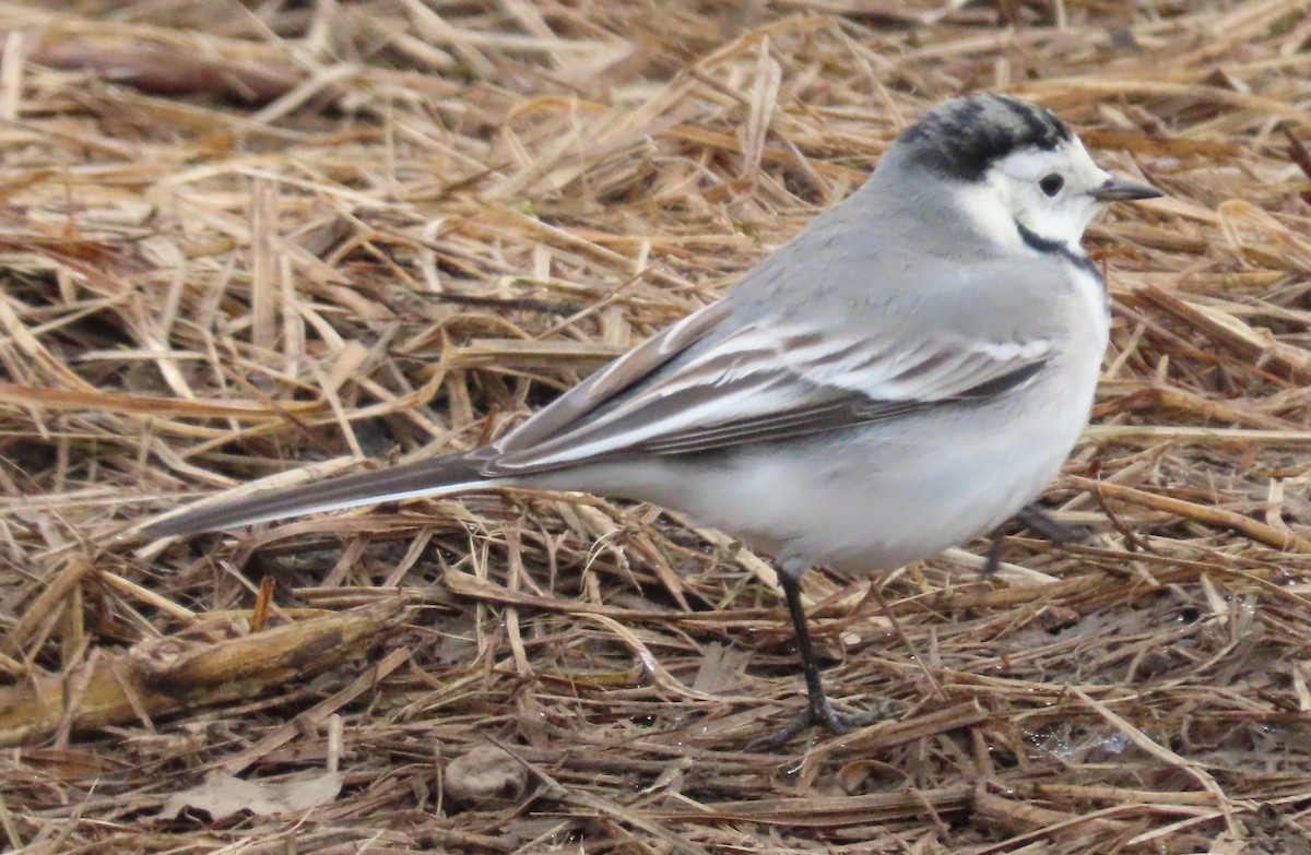 White Wagtail - ML645661046