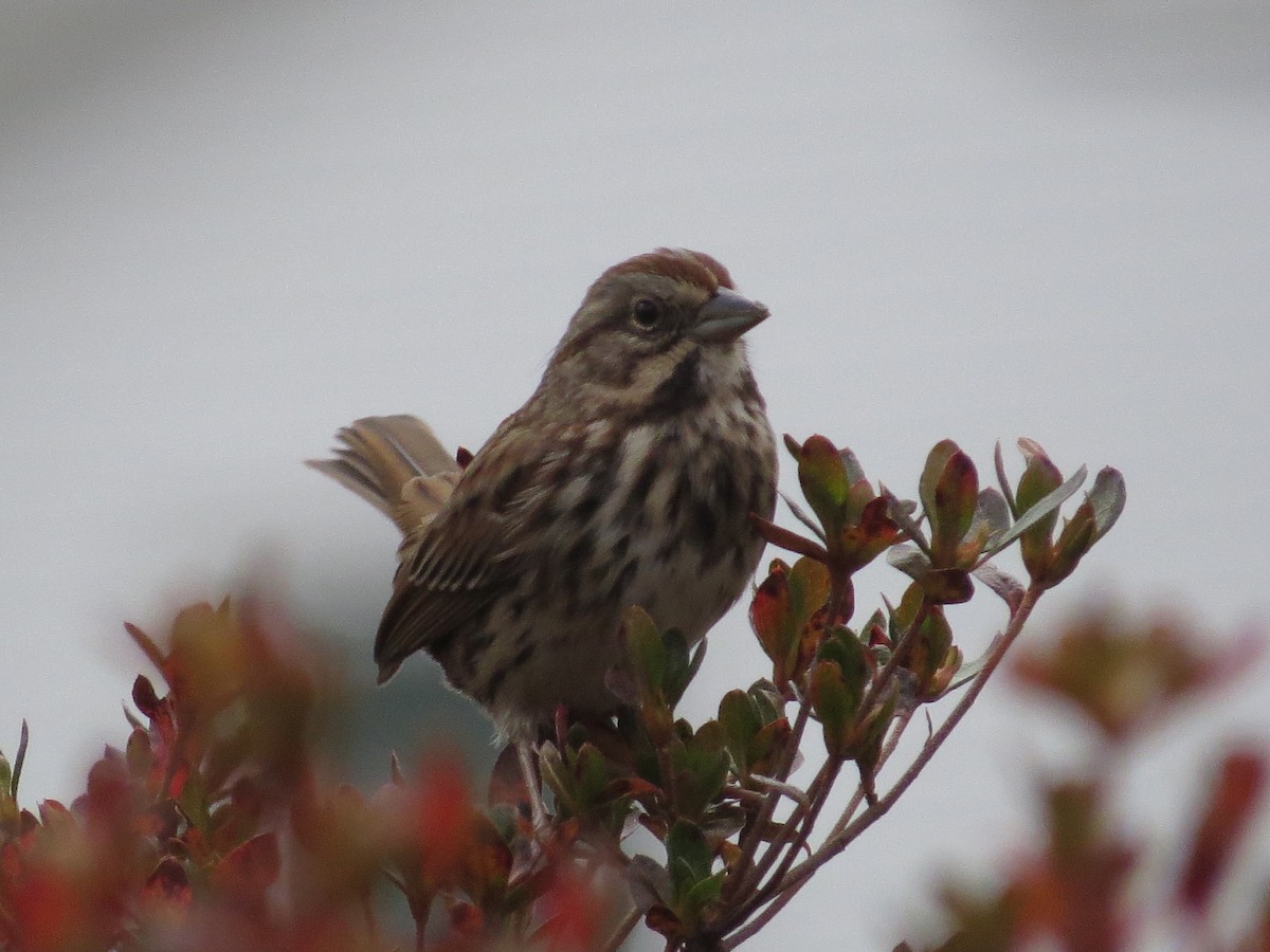 Chingolo Cantor - ML645661054