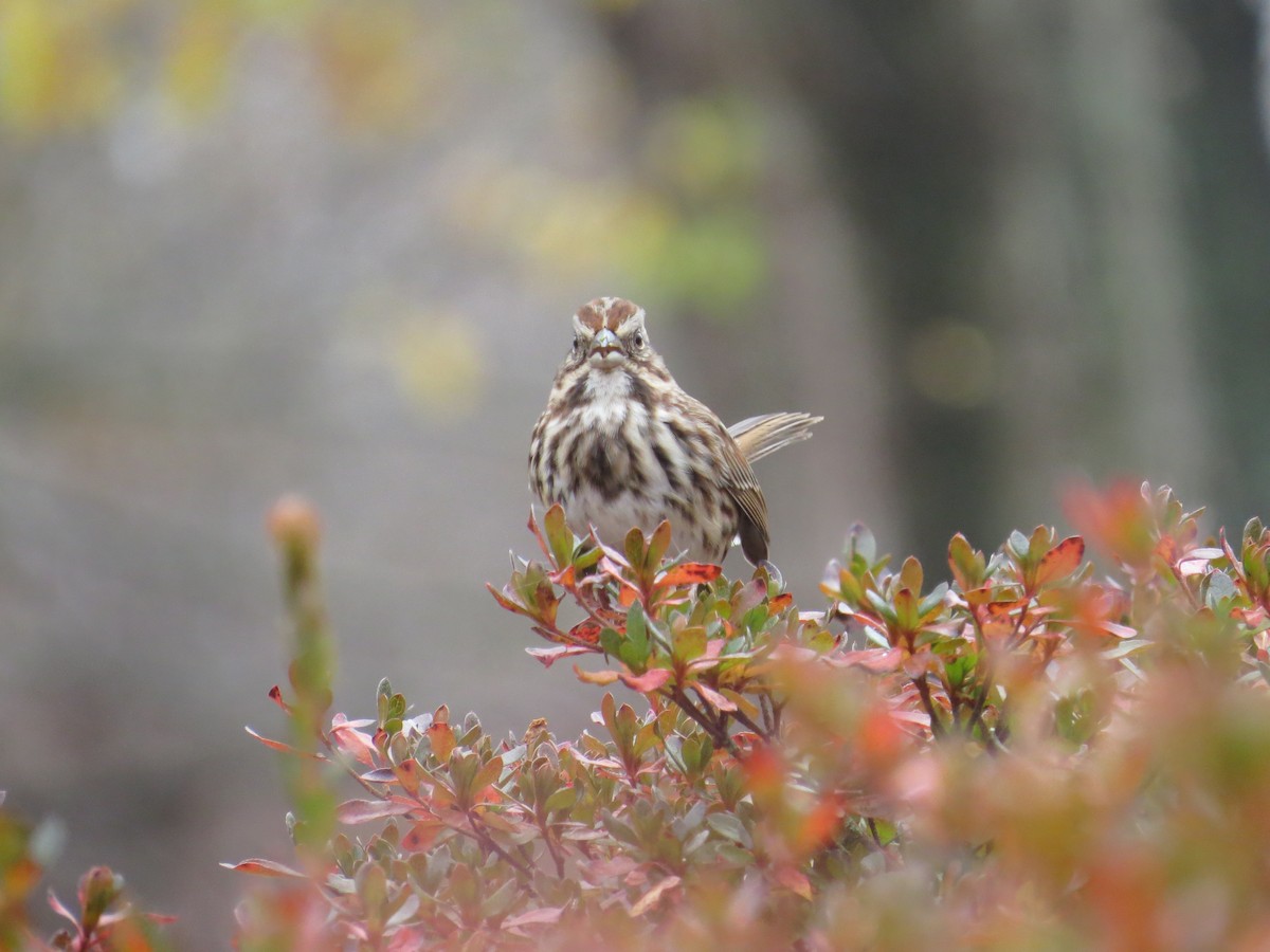 Chingolo Cantor - ML645661056