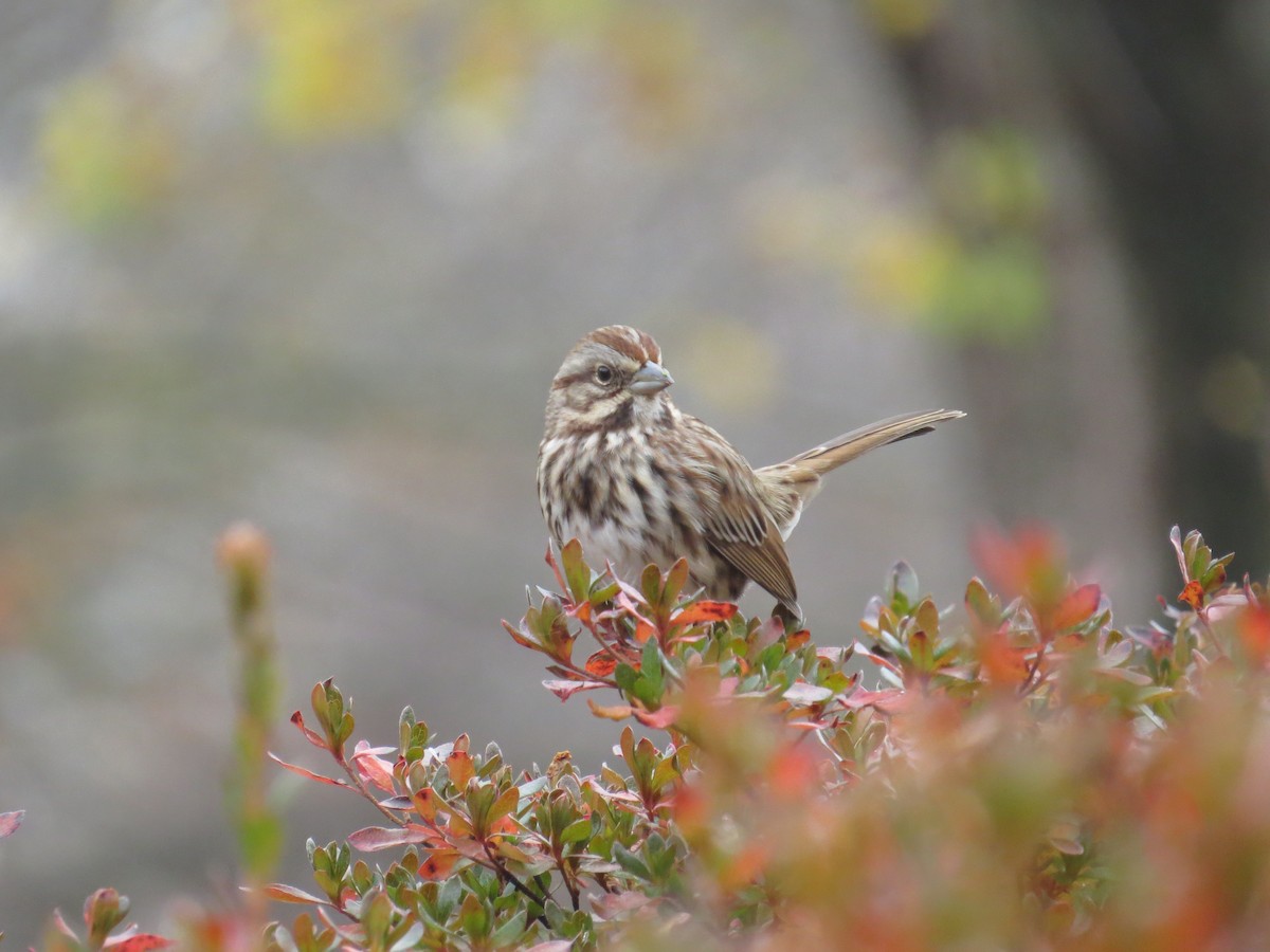 Chingolo Cantor - ML645661057