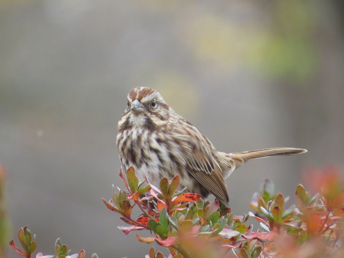 Chingolo Cantor - ML645661059