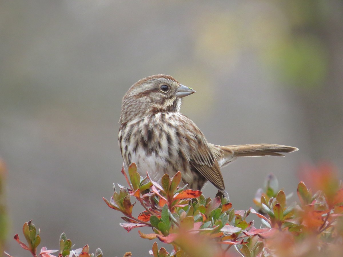 Chingolo Cantor - ML645661060
