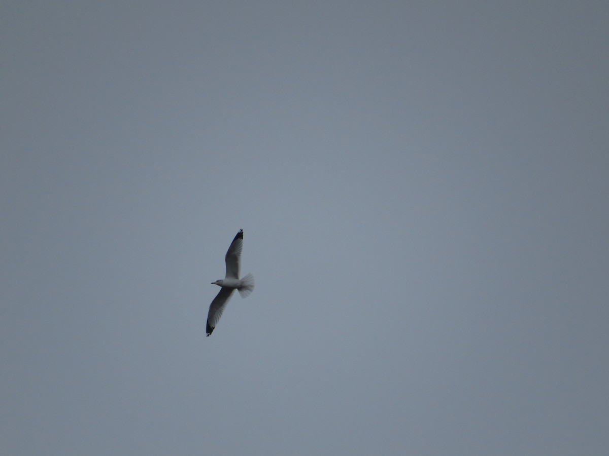 Gaviota de Delaware - ML645661061