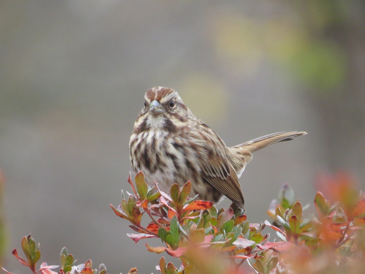 Chingolo Cantor - ML645661062