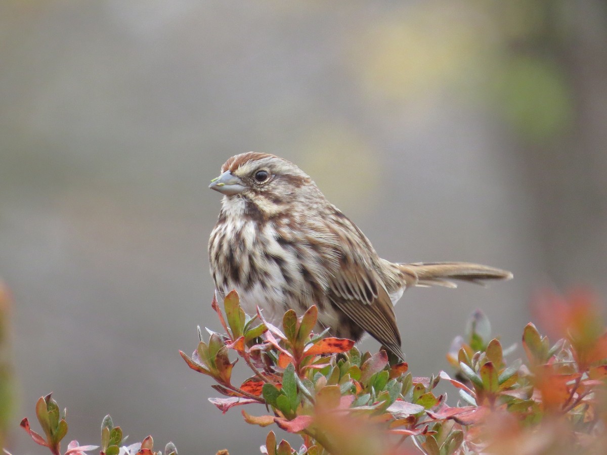 Chingolo Cantor - ML645661063