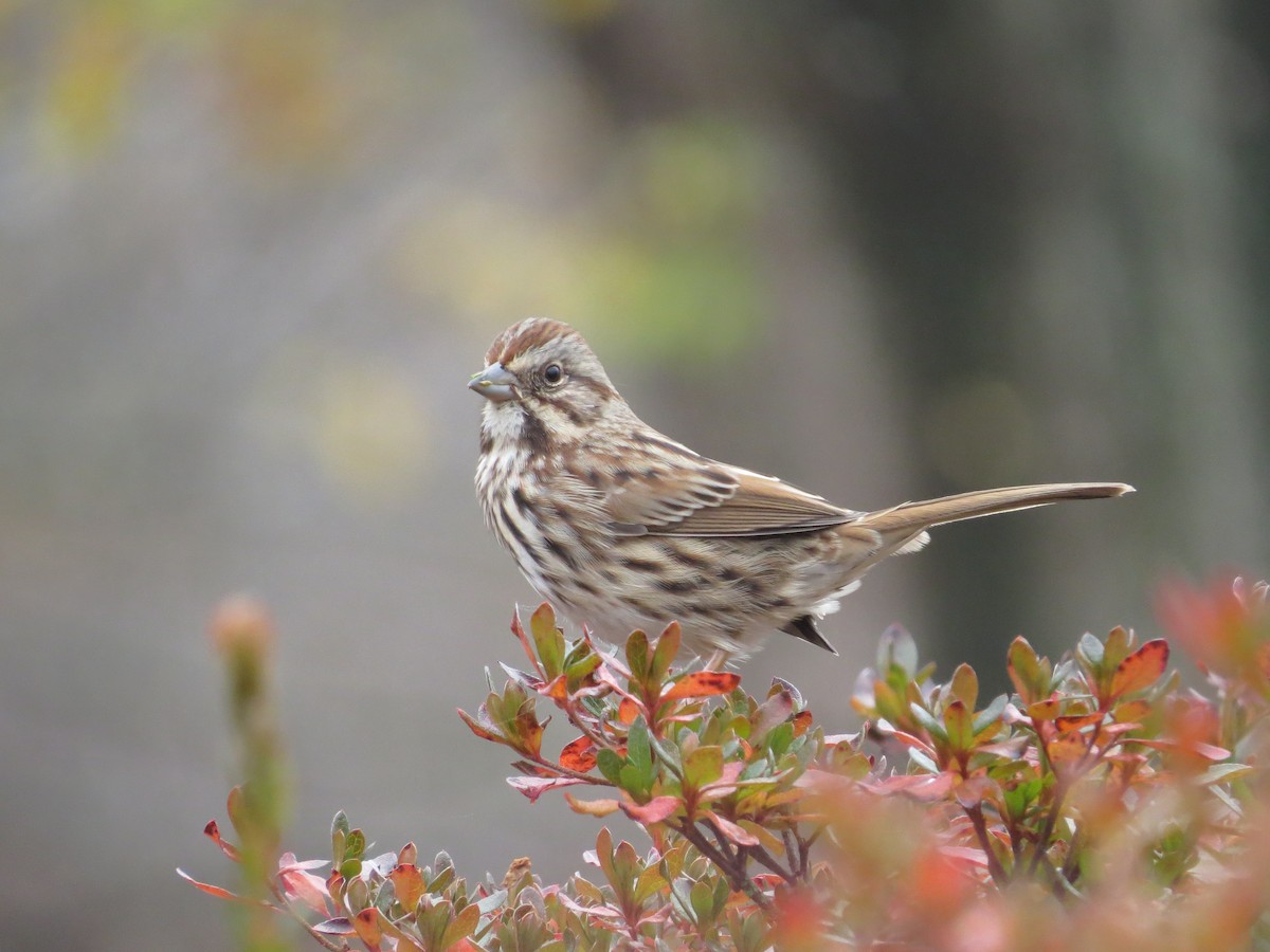 Chingolo Cantor - ML645661064