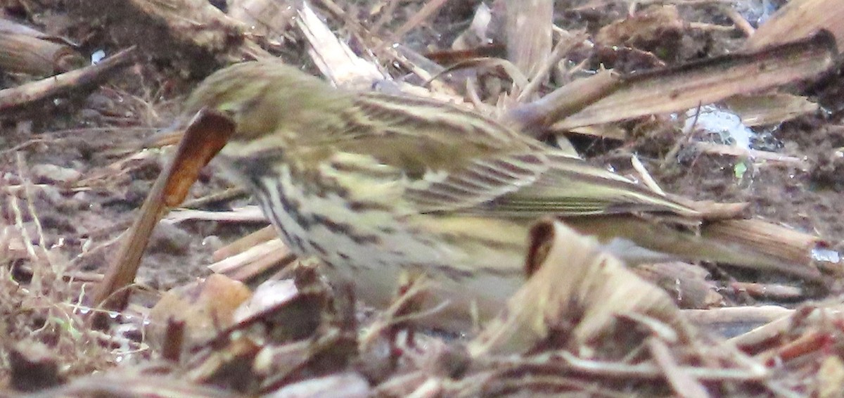 Bisbita Pratense - ML645661067