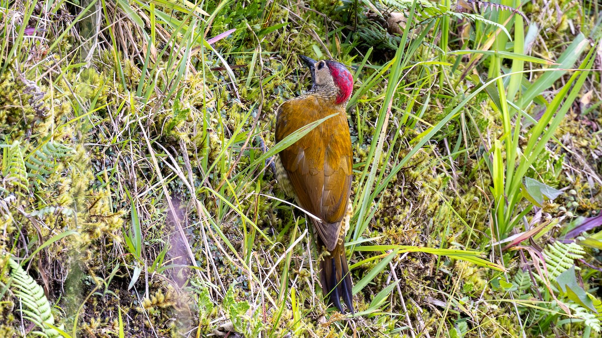 Carpintero Oliváceo - ML645661068