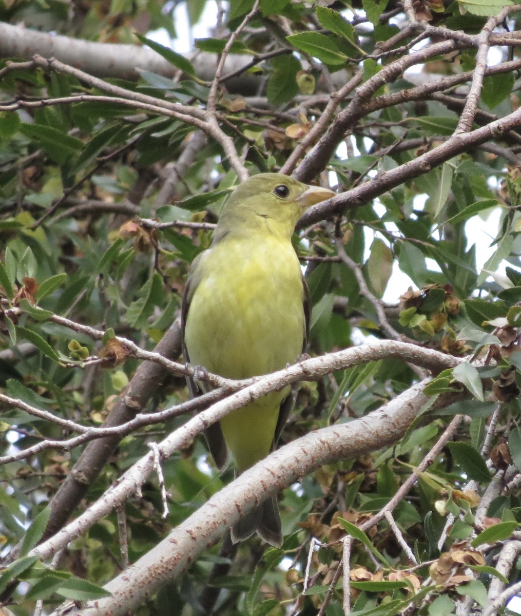 Scarlet Tanager - ML645661070