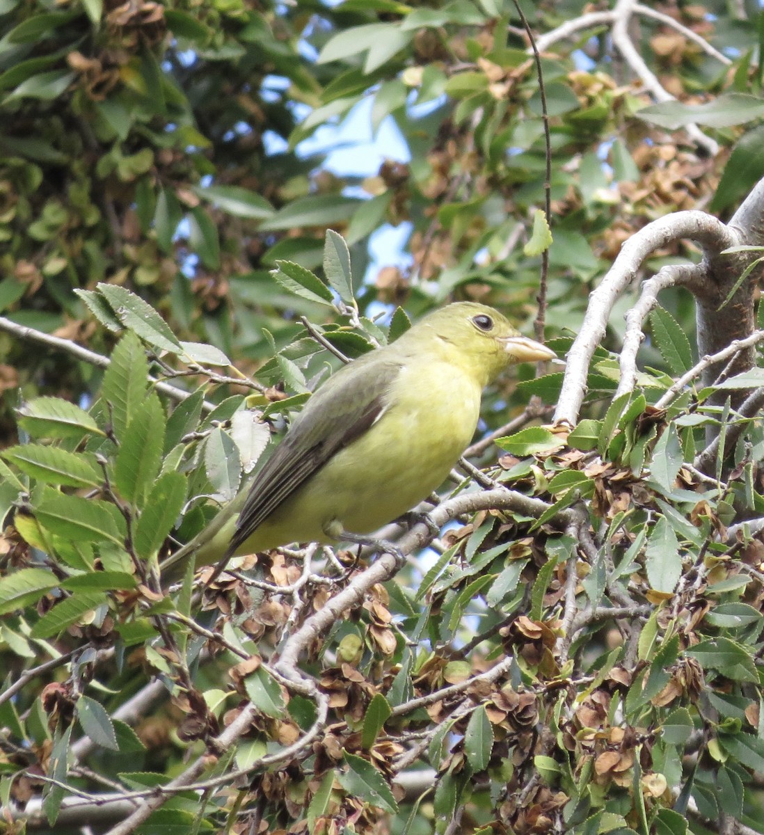 Scarlet Tanager - ML645661071