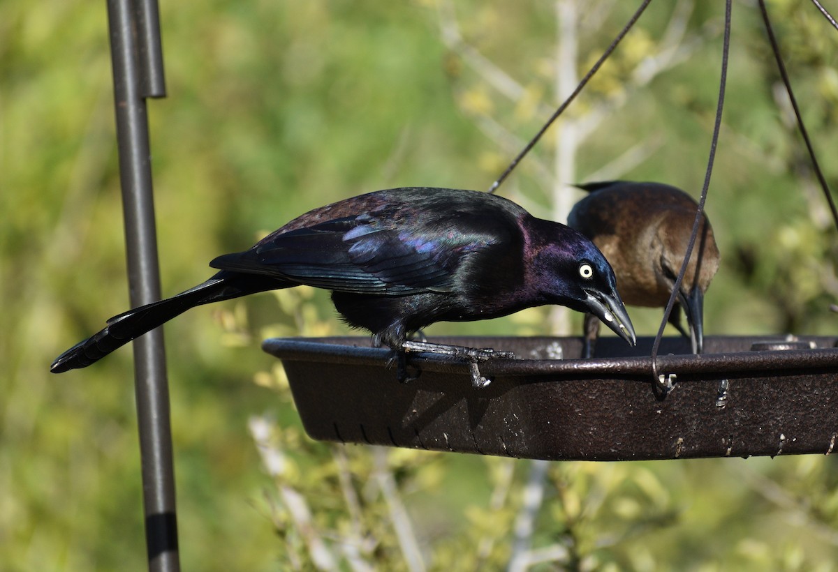 Zanate Común - ML645661072