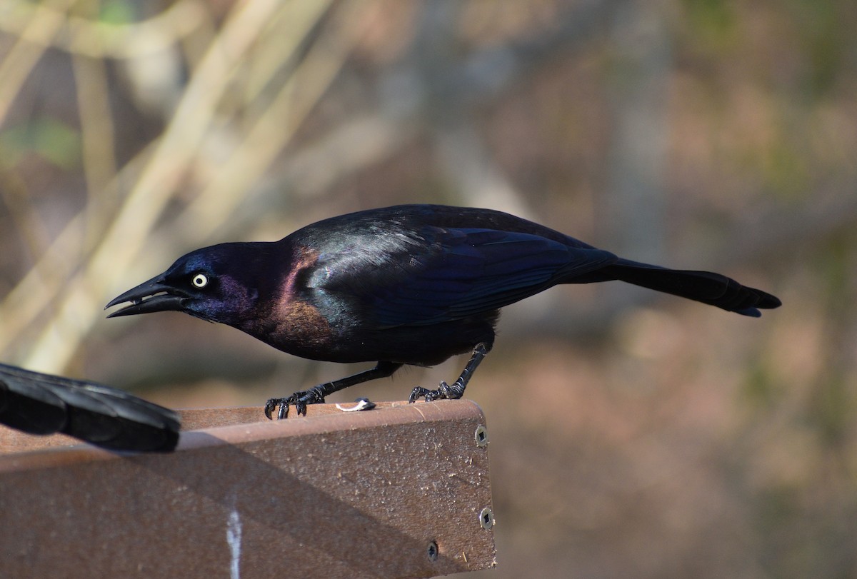 Zanate Común - ML645661073