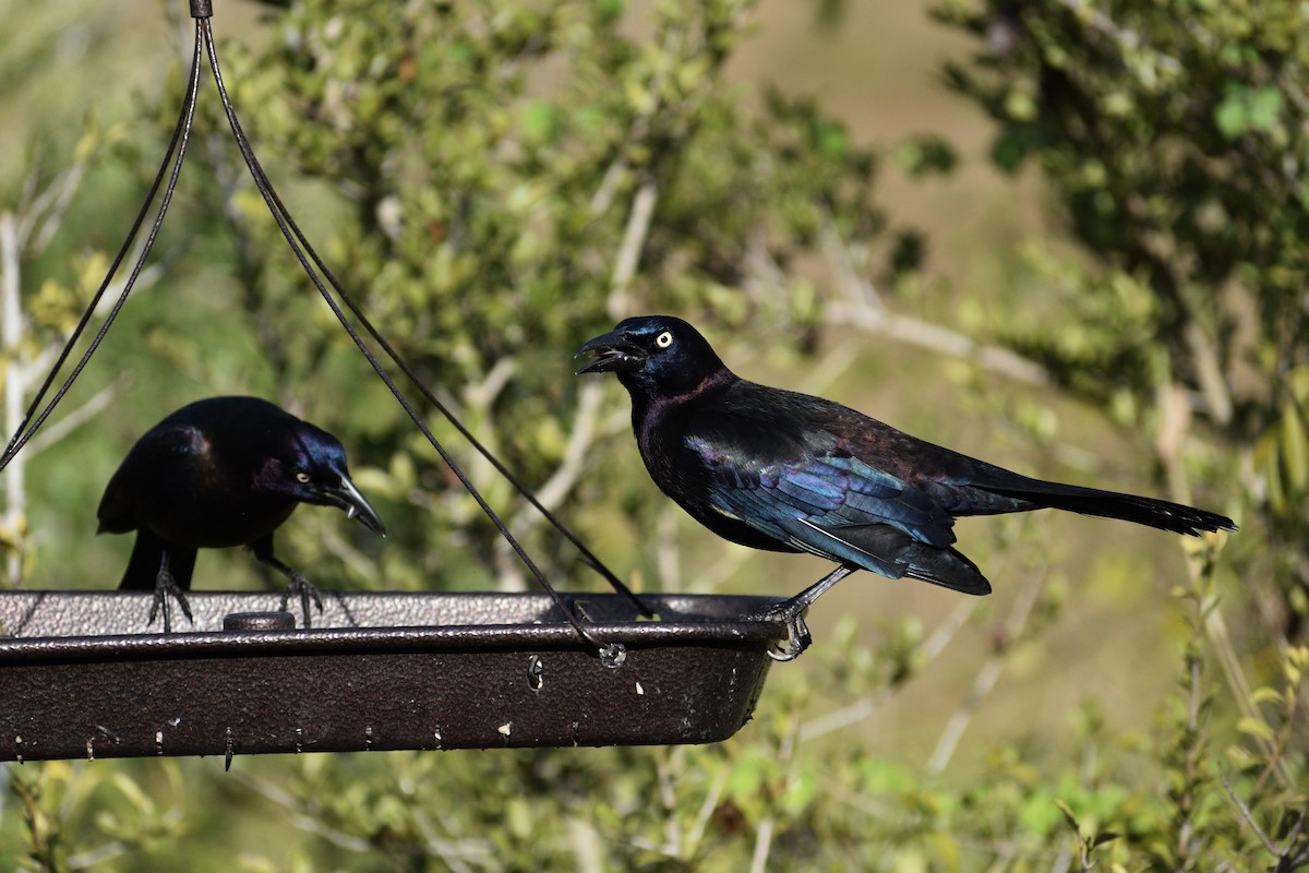 Zanate Común - ML645661074