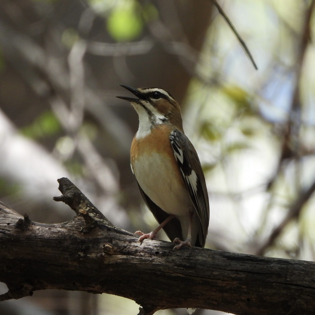 Alzacola Bigotudo - ML645661077