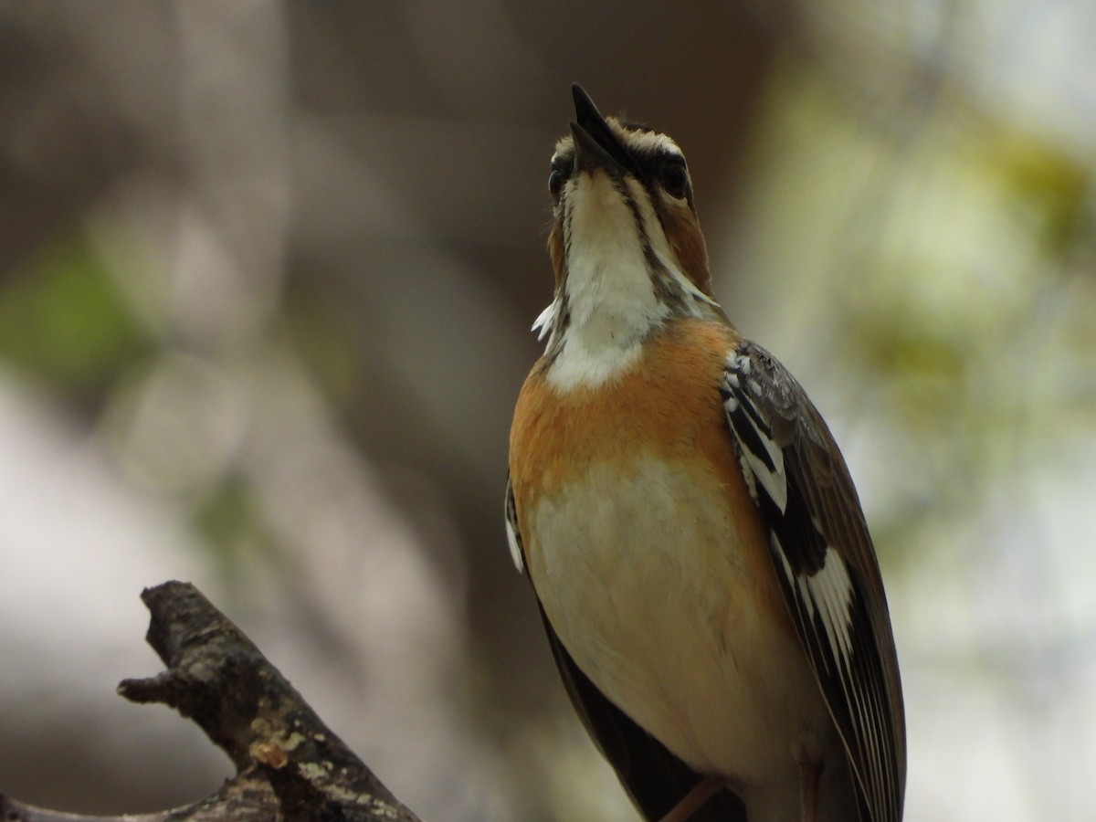 Alzacola Bigotudo - ML645661078