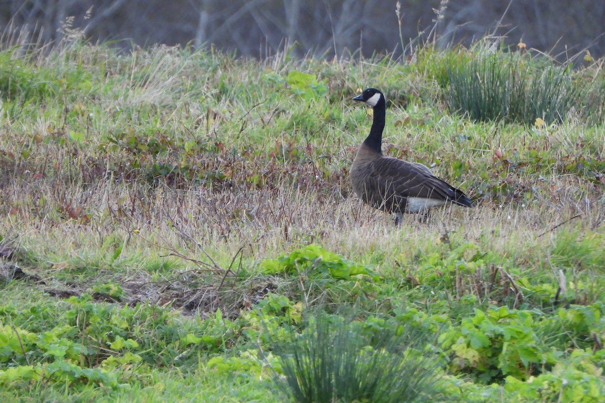 Barnacla Canadiense Grande (occidentalis/fulva) - ML645661079