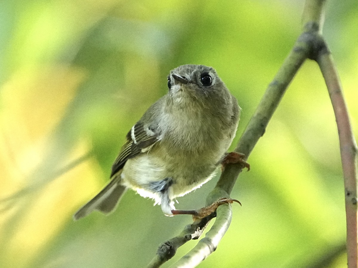 Reyezuelo Rubí - ML645661081