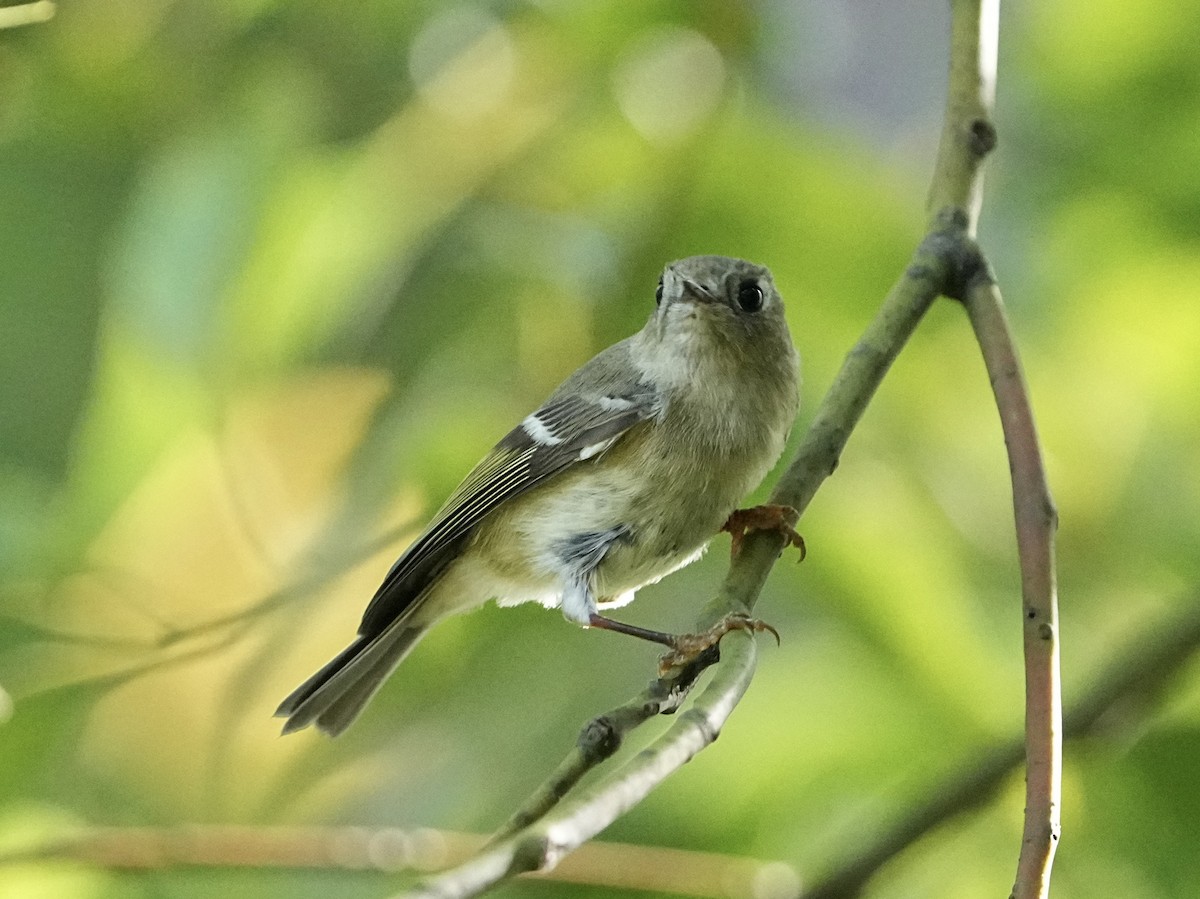 Reyezuelo Rubí - ML645661083