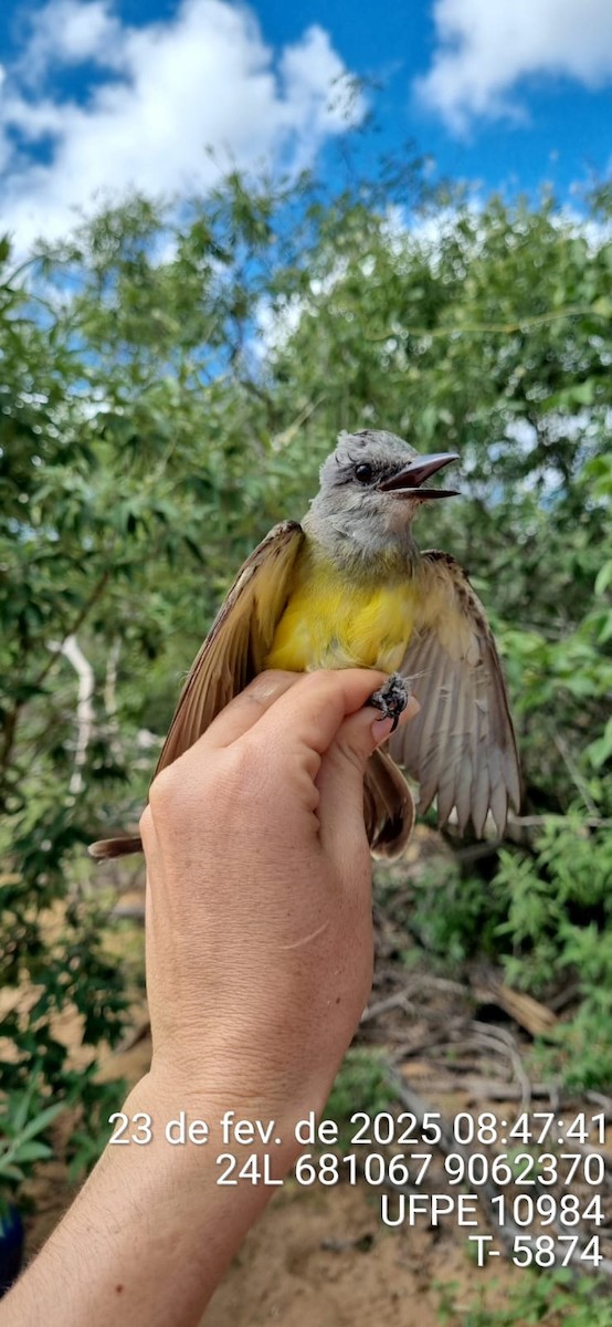 Tirano Melancólico - ML645661086