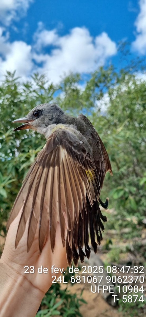 Tirano Melancólico - ML645661087