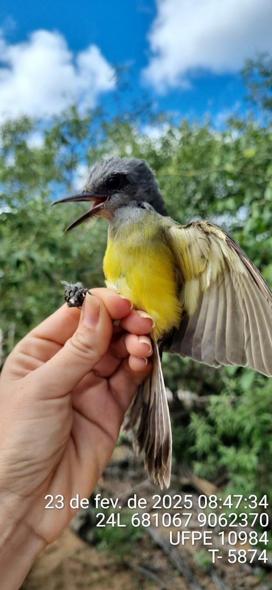 Tirano Melancólico - ML645661088