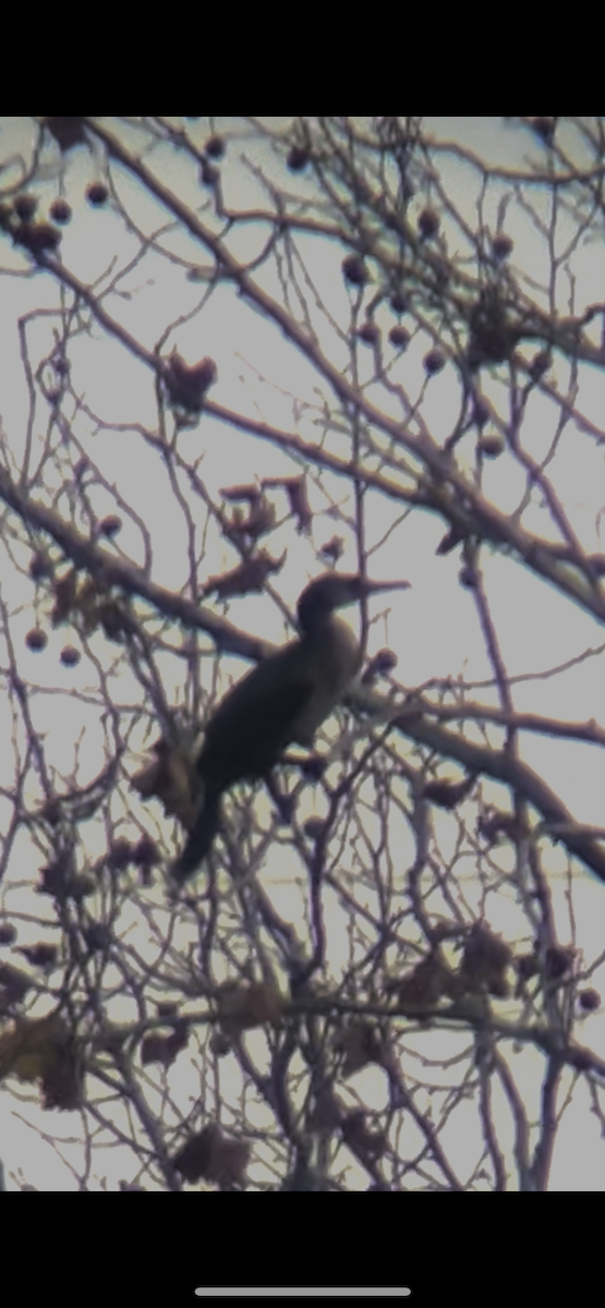 Great Cormorant - ML645661090