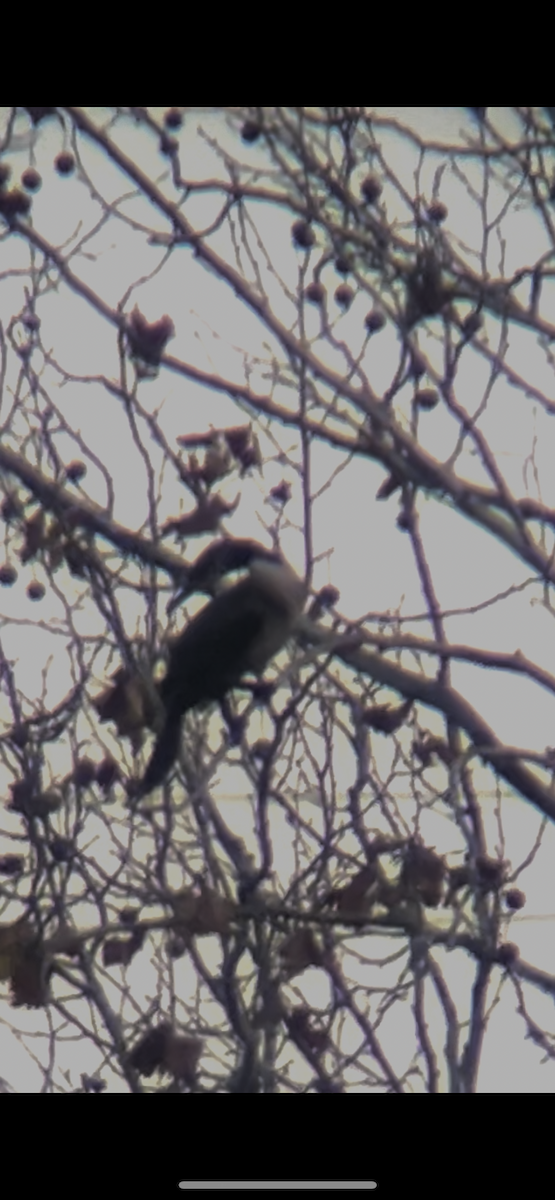 Great Cormorant - ML645661091