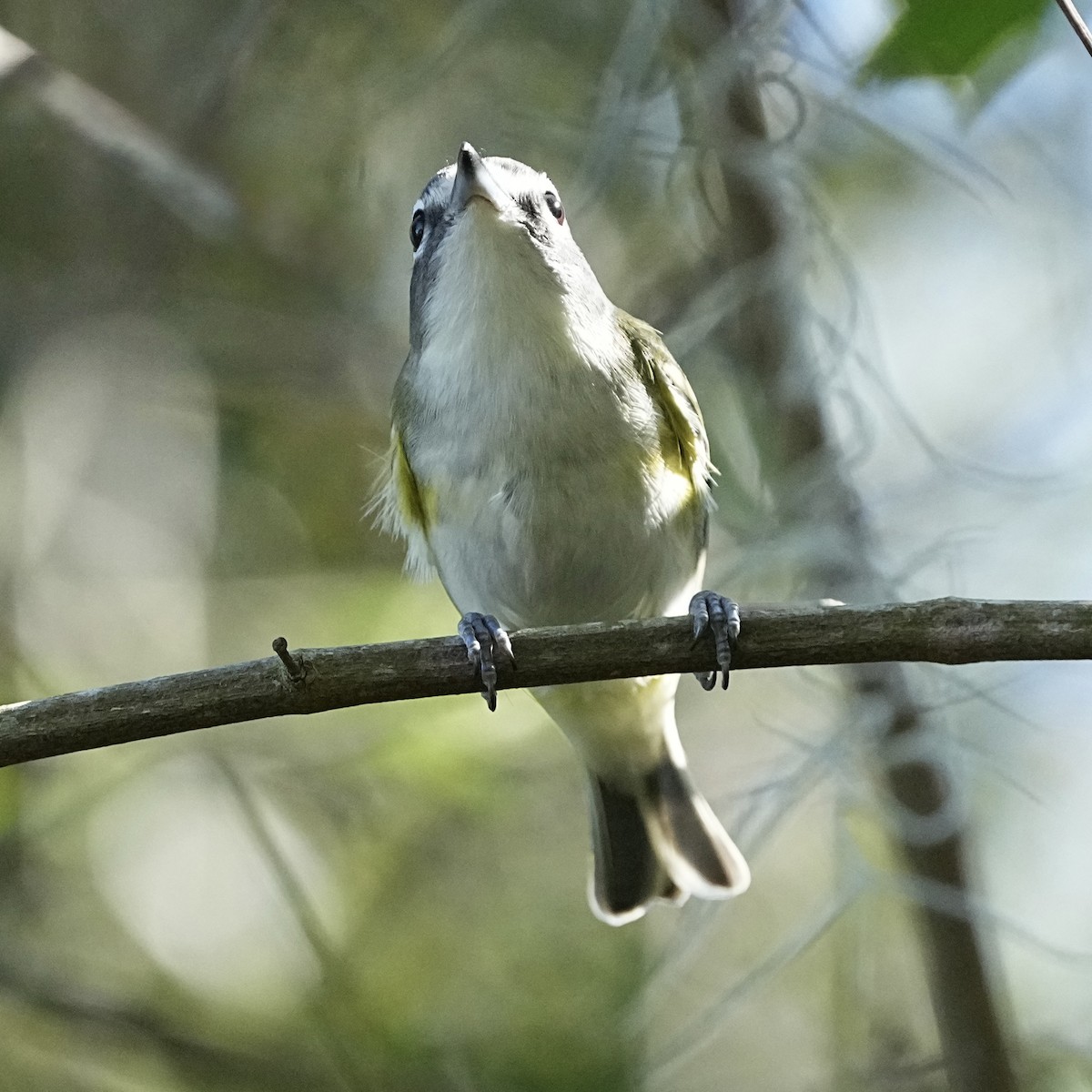 Blue-headed Vireo - ML645661096
