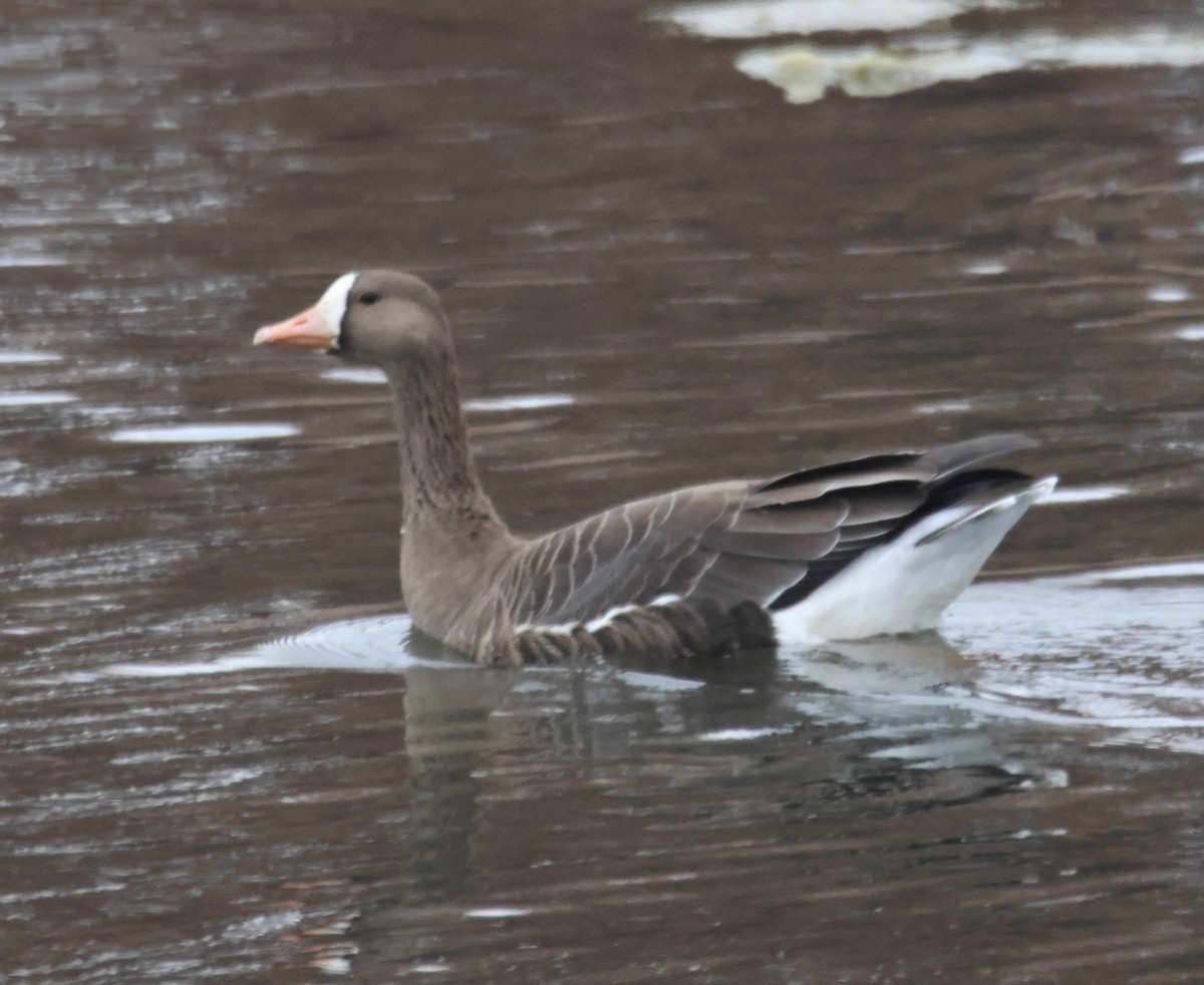 Greater White-fronted Goose - ML645661101
