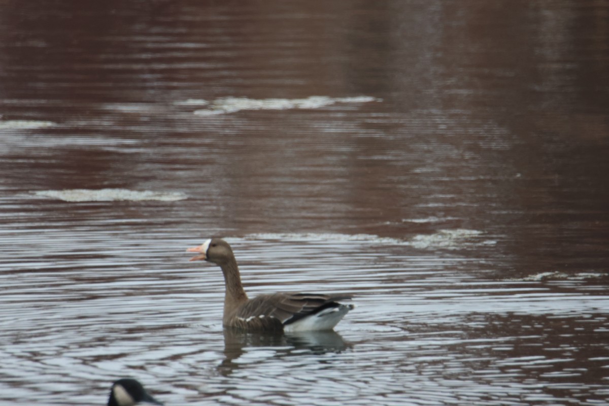 Greater White-fronted Goose - ML645661102
