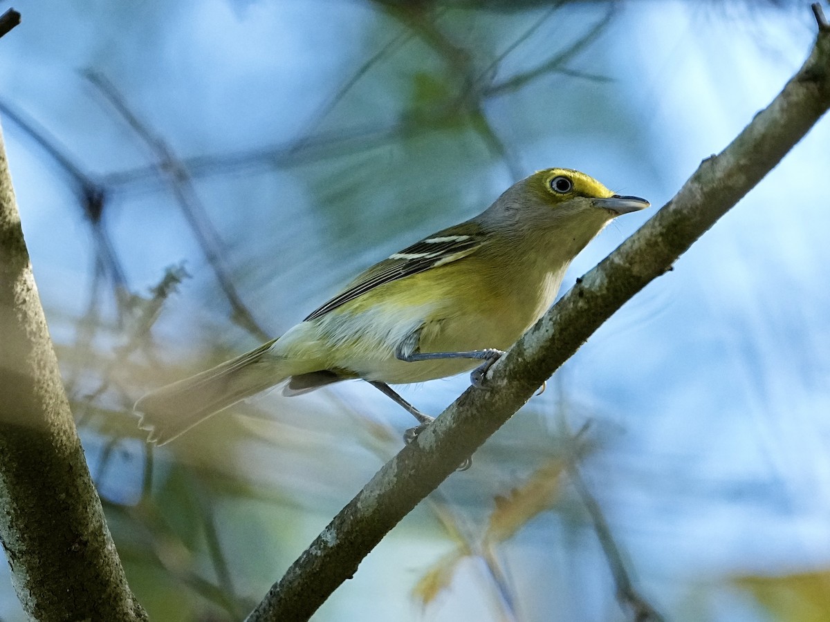 White-eyed Vireo - ML645661104
